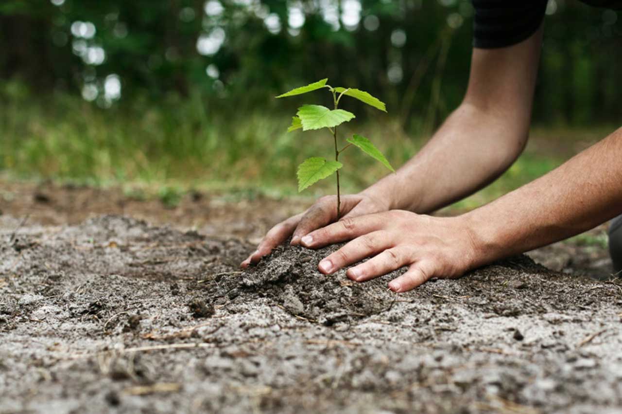 „Plantăm împreună” – educație și conștientizare pentru mediu